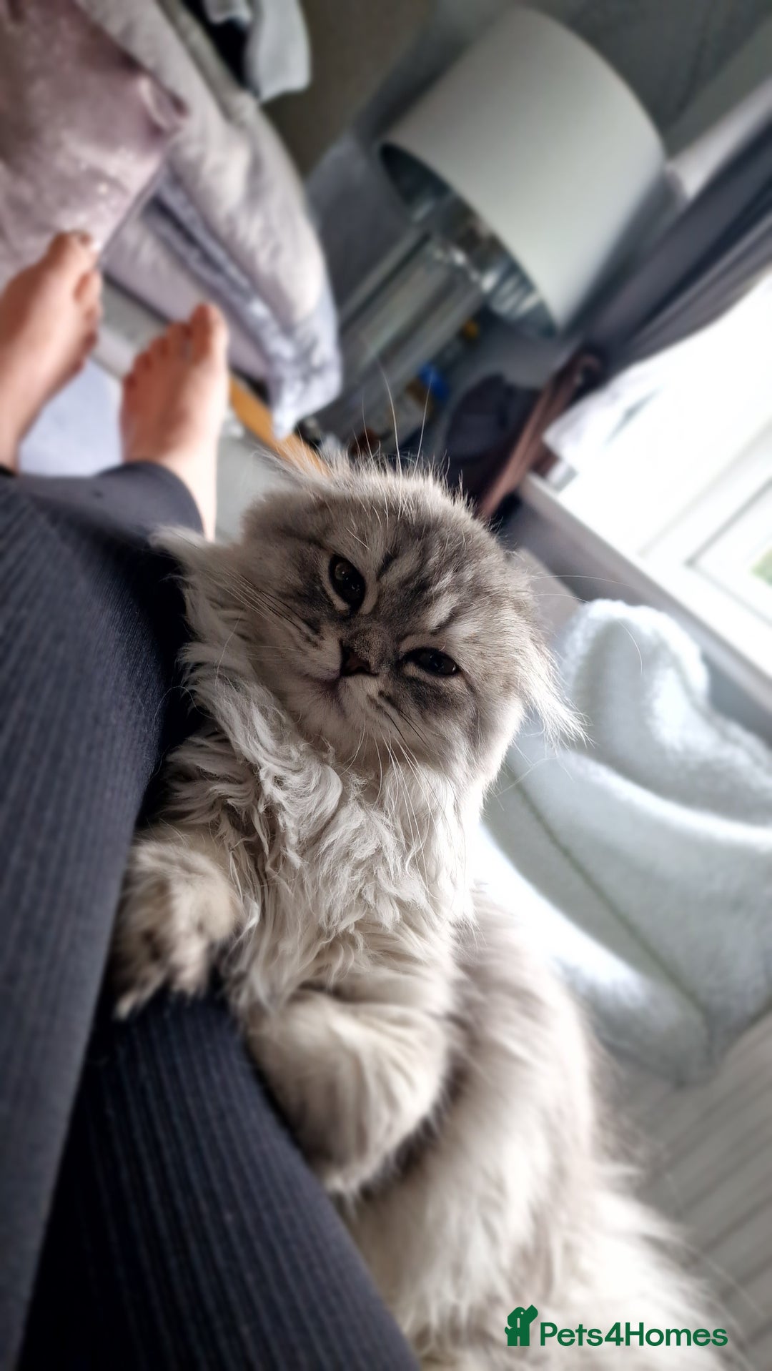Scottish Fold cats for sale: Scottish fold long hair  - Image 6