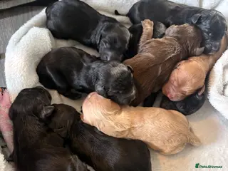 Cockapoo dogs Puppies born! - Advert 9