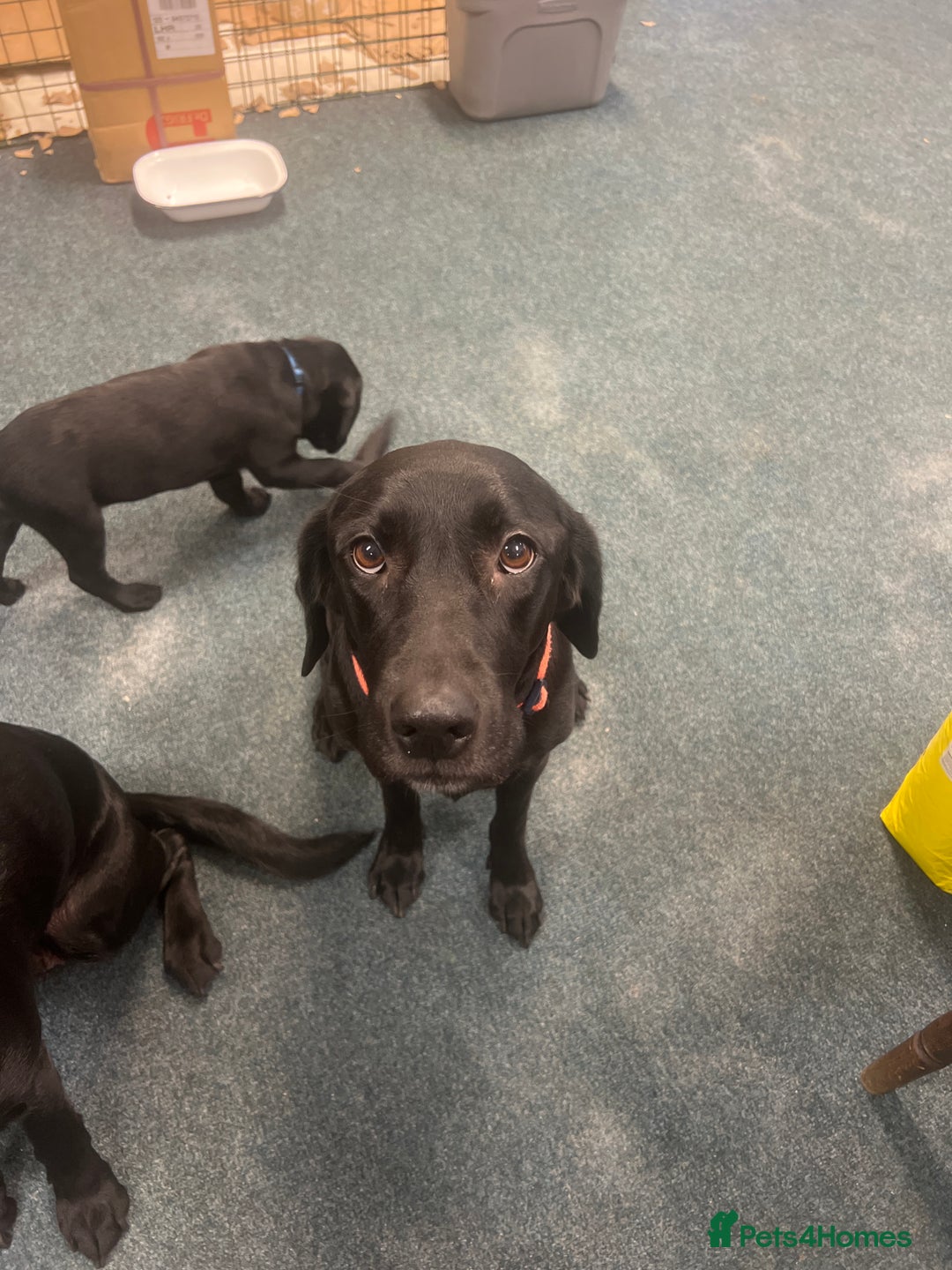 Labrador Retriever dogs for sale: Labrador retriever puppies for sale - Advert 3