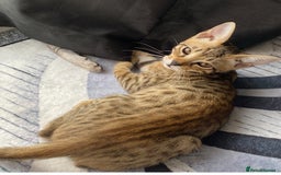 Chausie cats for sale: Savannah x Chausies - Image 10