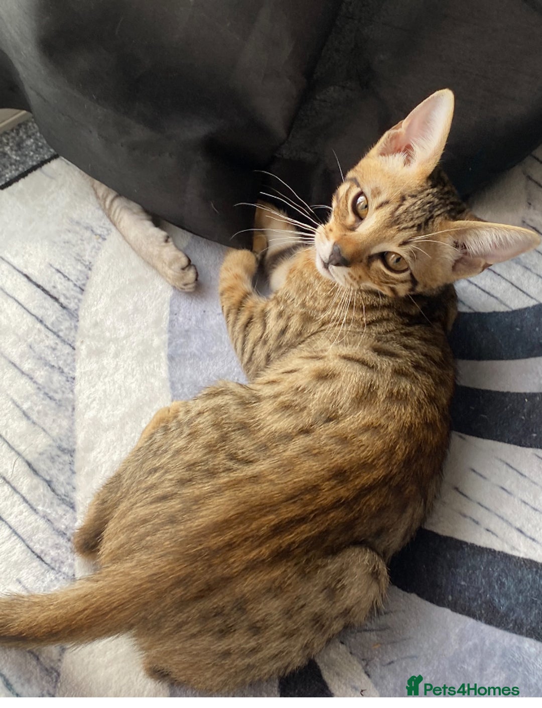 Chausie cats for sale: Savannah x Chausies - Image 10