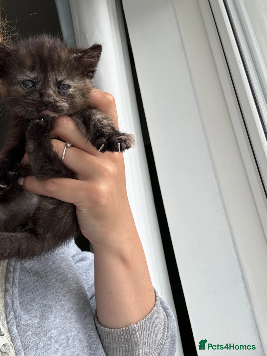 Mixed Breed cats for sale: 3 female kittens in Newmarket - Advert 2