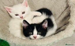 Mixed Breed cats for sale: 3 Beautiful Kittens - Image 3
