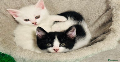 Mixed Breed cats - Advert 6