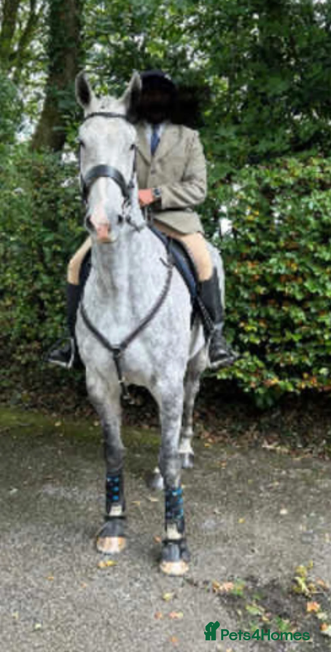 Irish Sports horses for sale: 16.2HH Gelding for sale  - Advert 4