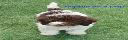 Toy Poodle dogs for stud: 🐩Health Tested, Parti Toy Poodle *STUD*🐩 - Advert 17