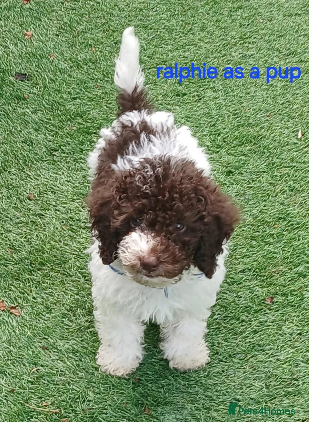 Toy Poodle dogs for stud: 🐩Health Tested, Parti Toy Poodle *STUD*🐩 - Advert 17