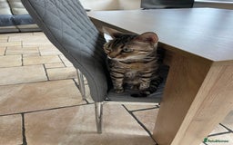 Bengal cats for sale: 2 adult bengals - Image 5