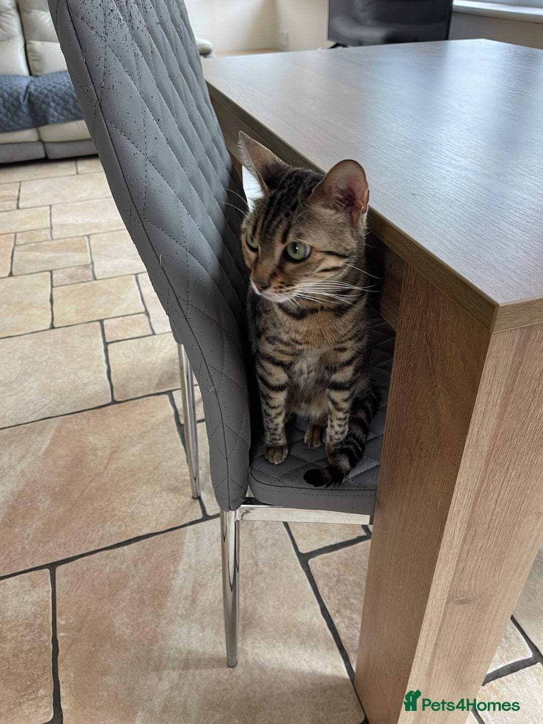 Bengal cats for sale: 2 adult bengals - Image 5