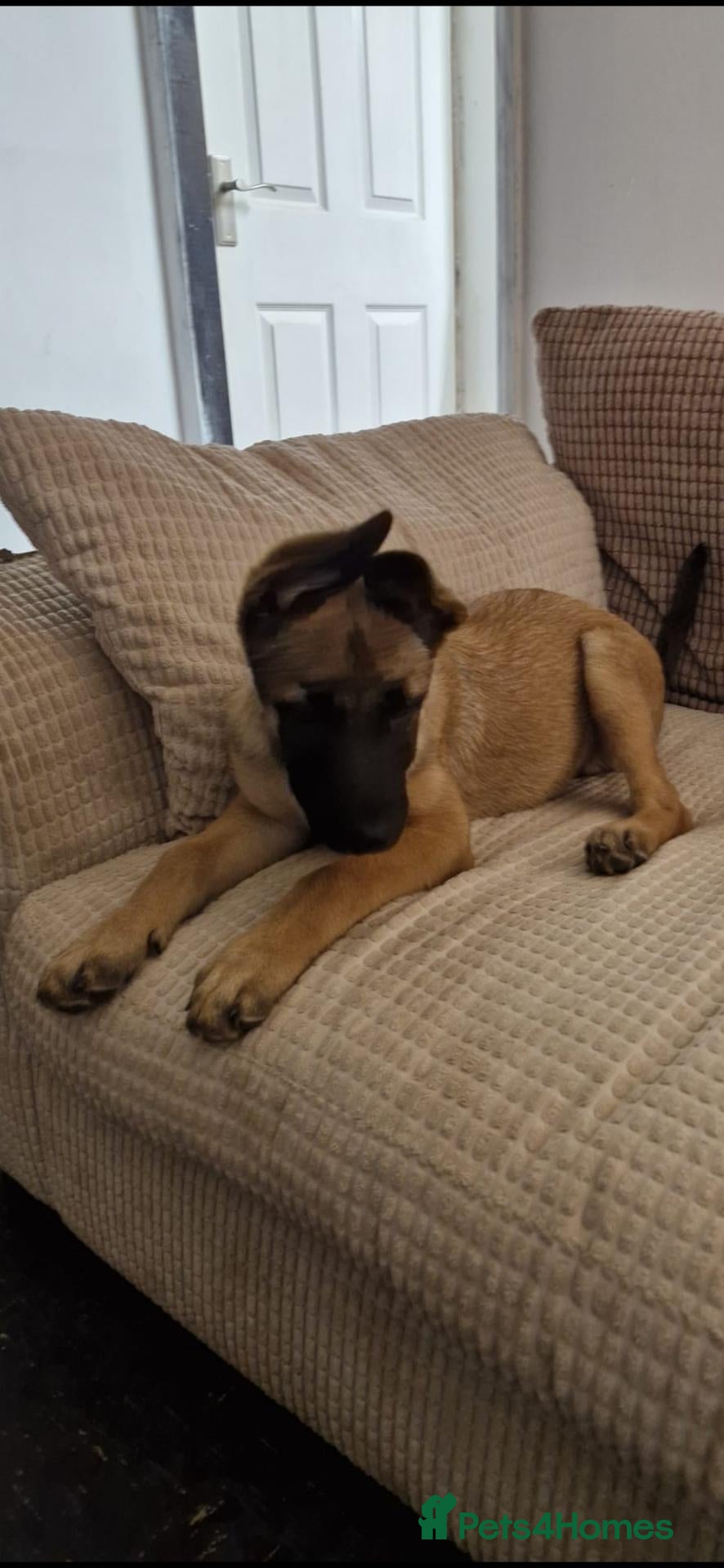 Mixed Breed dogs 12 week old Belgian Mallinois male  - Advert 22