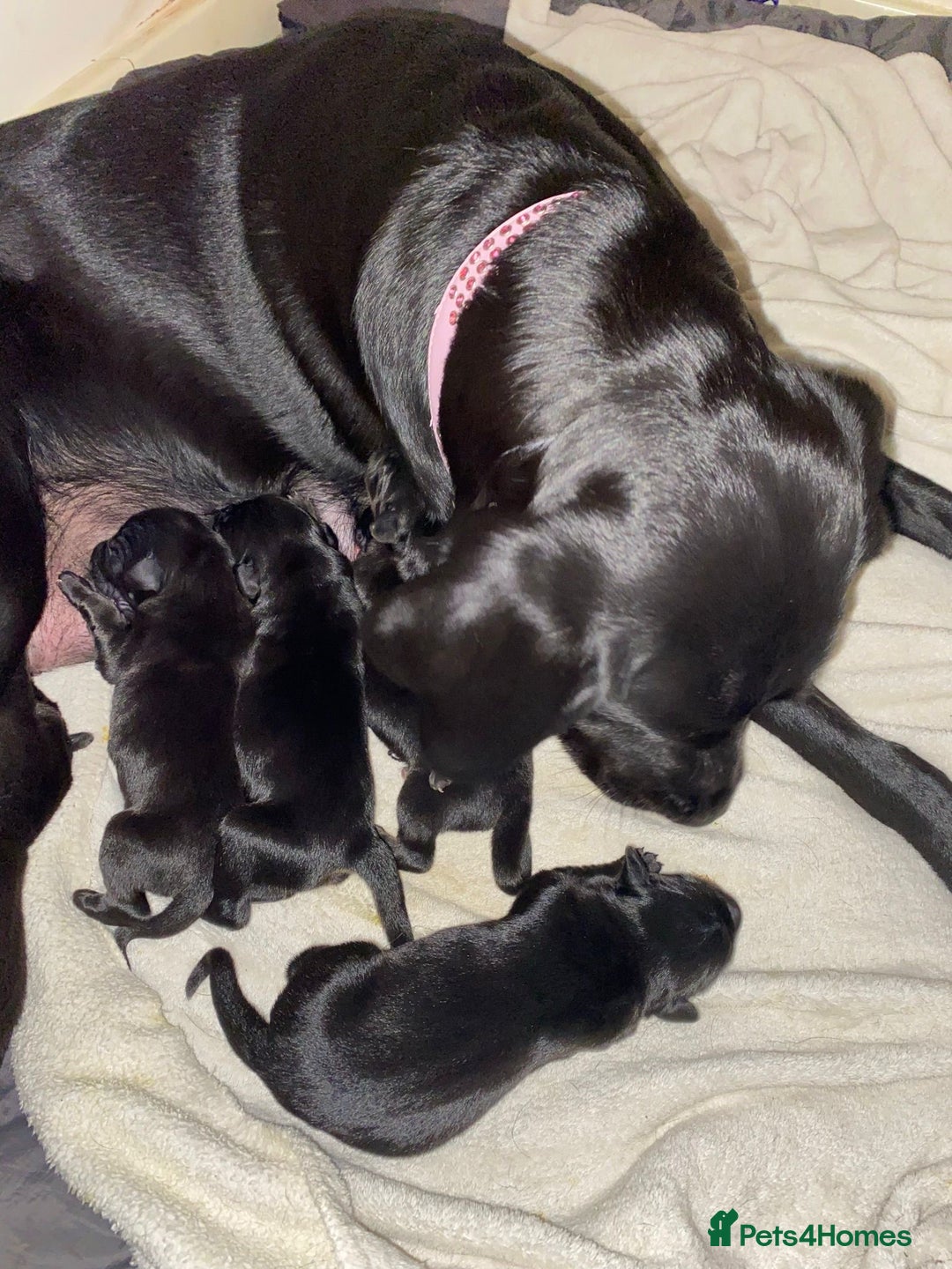 Mixed Breed dogs for sale: 6 lab cross german shepherd beautys - Image 7