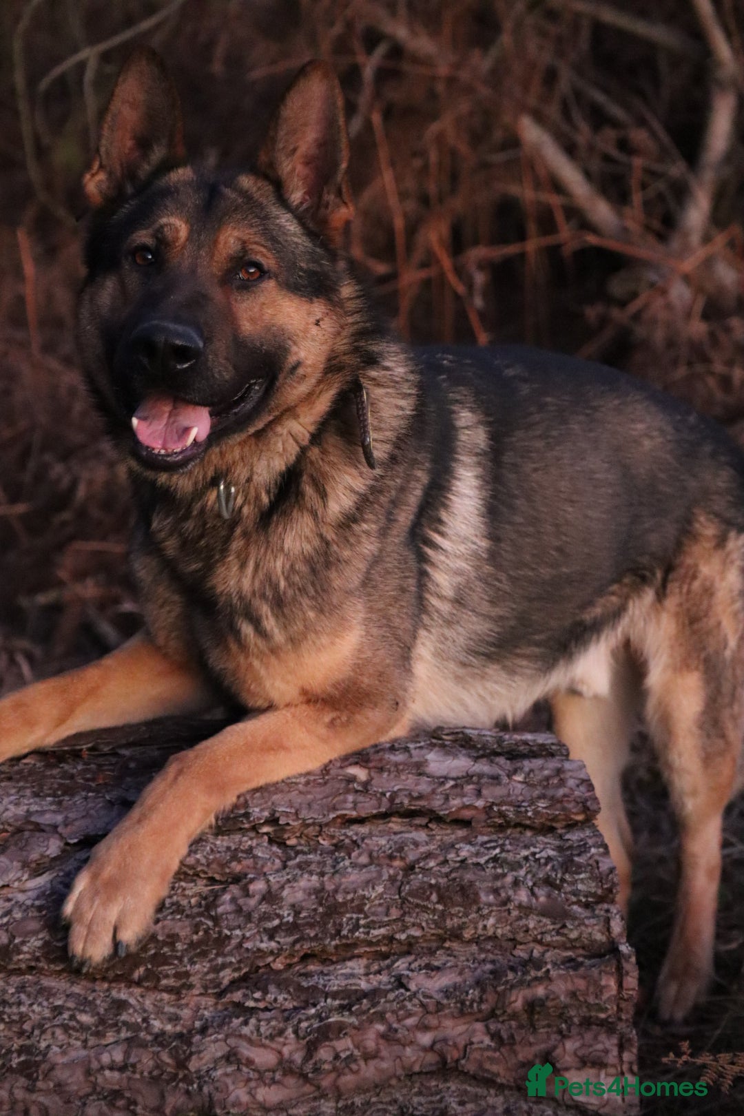 German Shepherd dogs for sale: Chewbacca the handsome gsd  - Advert 13