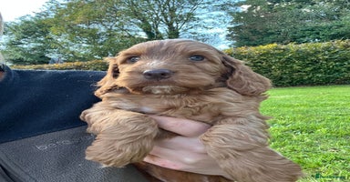 Cockapoo dogs - Advert 7