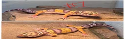 Leopard Gecko reptiles for sale: Baby leopard geckos! in Leighton Buzzard - Advert 2