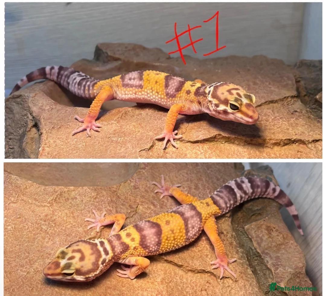 Leopard Gecko reptiles for sale: Baby leopard geckos! in Leighton Buzzard - Advert 2