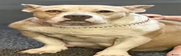 American Bully dogs for sale: Abkc pocket bully's in Barnsley - Advert 1