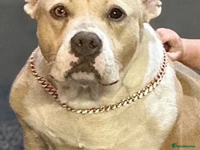 American Bully dogs for sale: pocket bully's - Advert 9