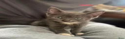British Shorthair cats for sale: BSH part bred - Advert 10