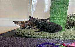 Devon Rex cats for sale: Affectionate Devon Rex Boy available  in Ramsgate - Image 11