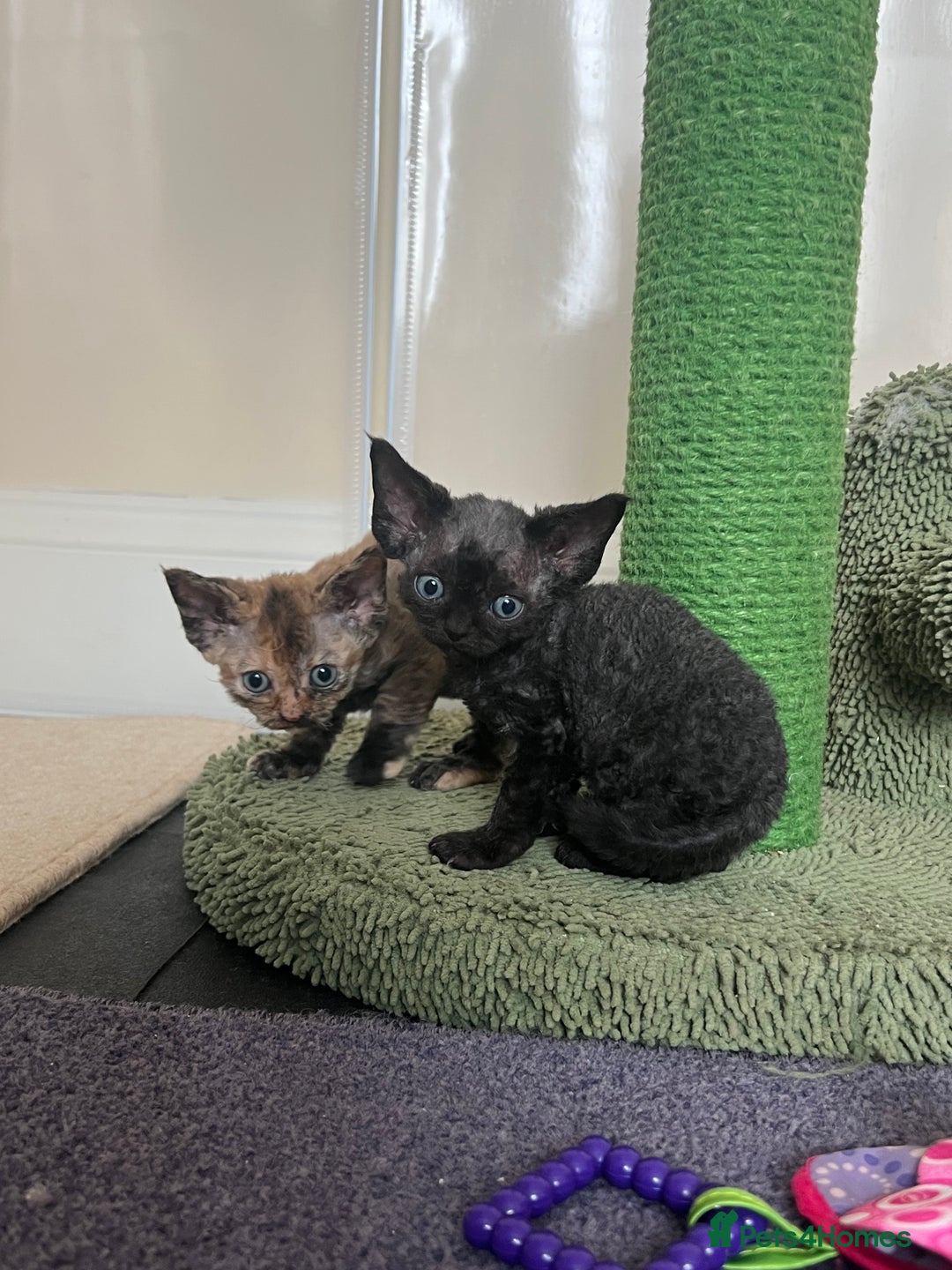 Devon Rex cats for sale: Affectionate Devon Rex Boy available  in Ramsgate - Image 11