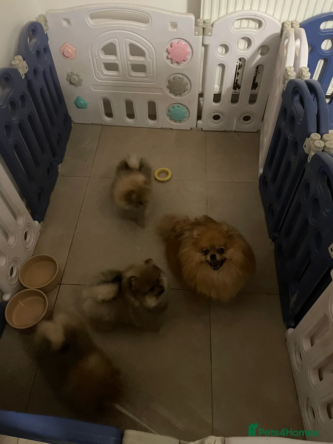 Pomeranian dogs for sale: KC Mini Pomerania  in Bristol - Advert 2