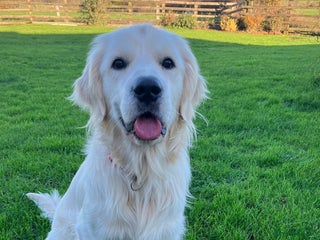 Golden Retriever dogs K.C reg Handsome Boy - Advert 1