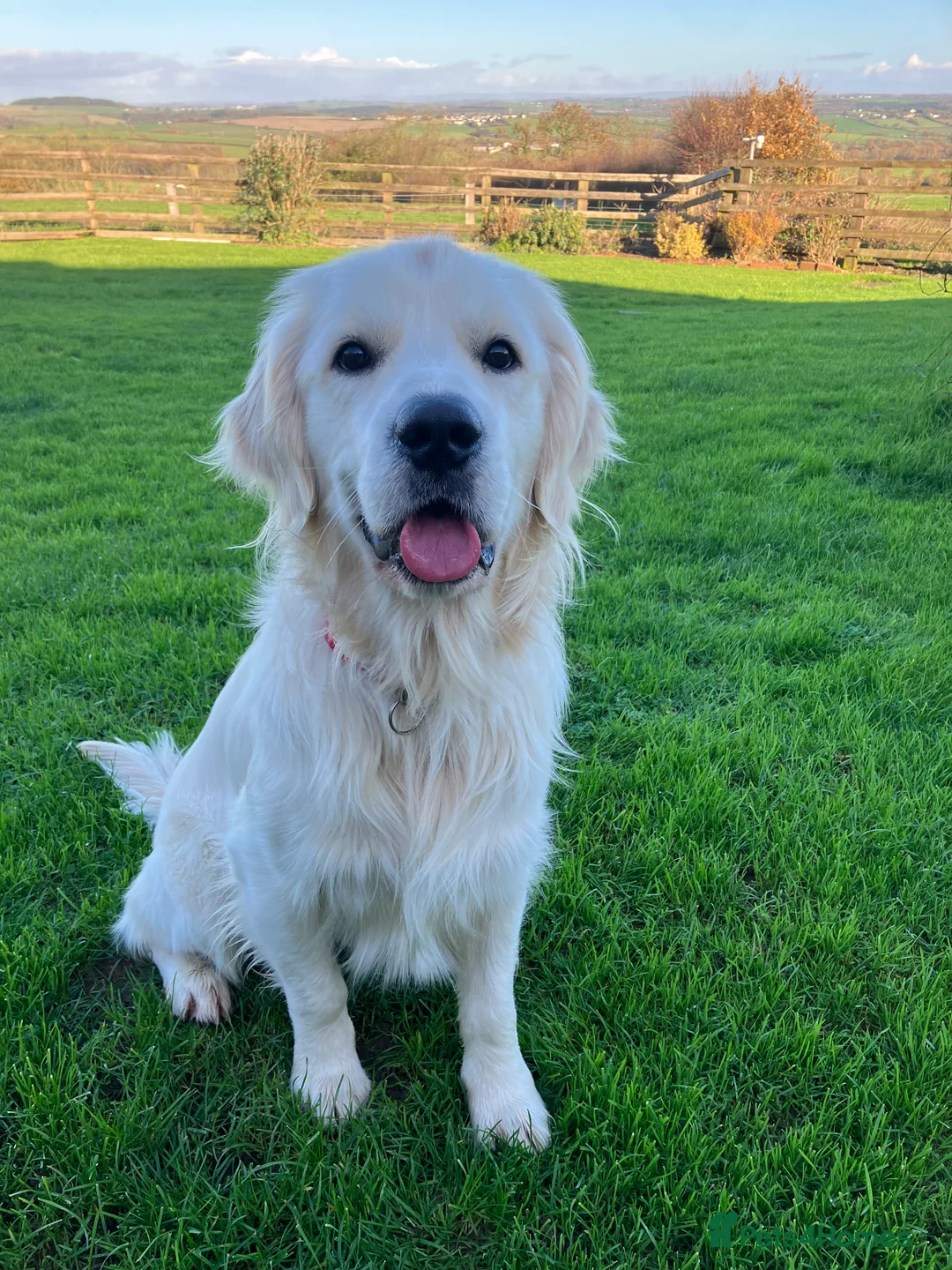 Golden Retriever dogs for sale: K.C reg  Handsome Boy  - Advert 1