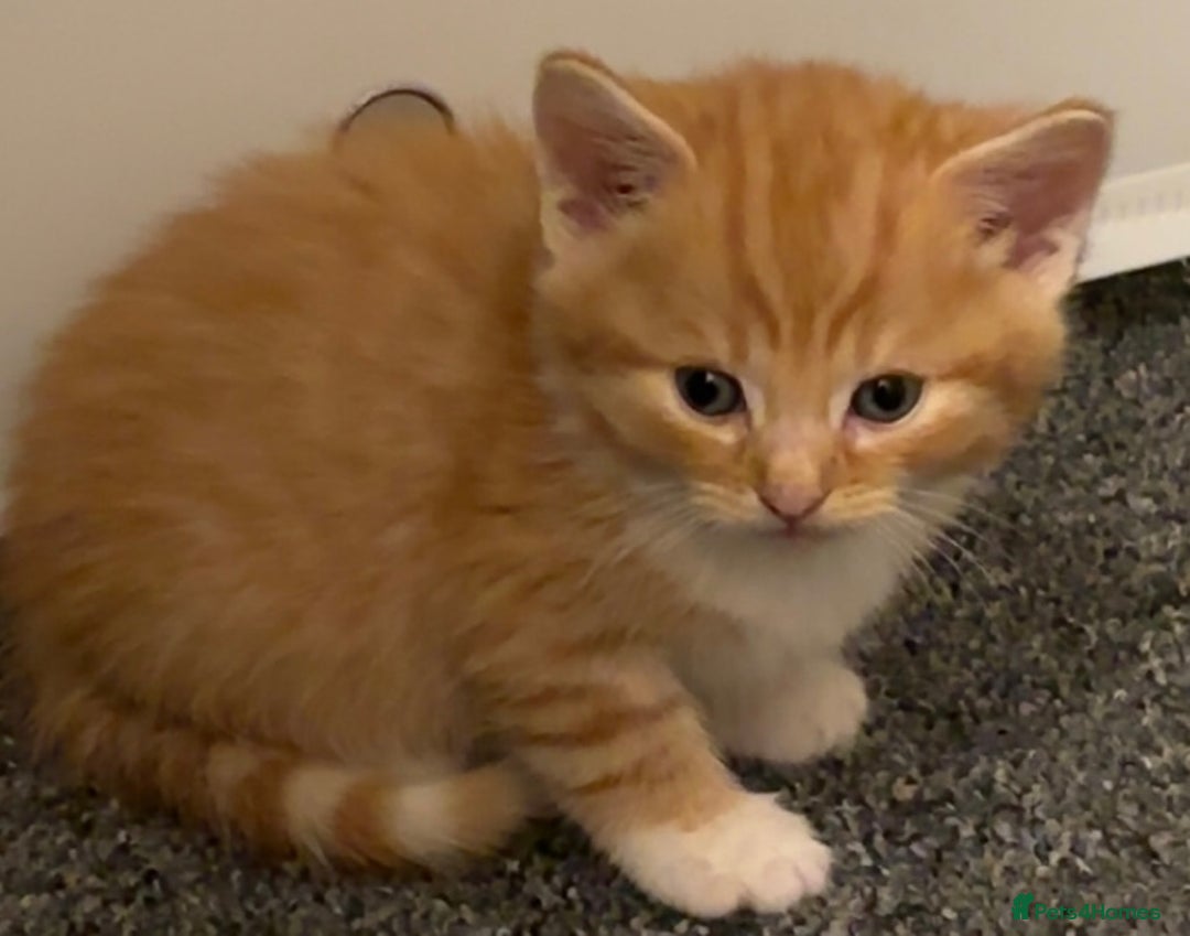 Mixed Breed cats for sale: 5 beautiful kittens 4 boys and 1 girl  - Image 4