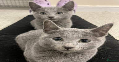Russian Blue cats - Advert 4