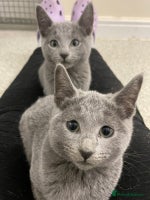 Russian Blue cats - Advert 3