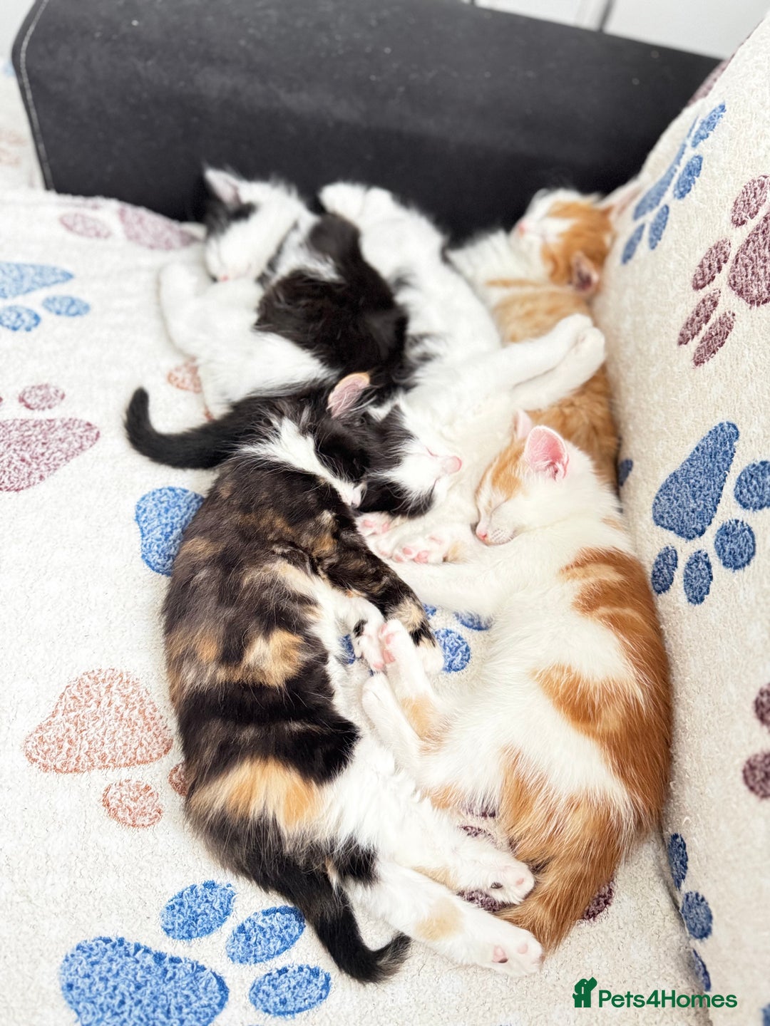 Domestic Shorthair cats for sale: Beautiful and adorable kittens for sale☺️ - Image 4