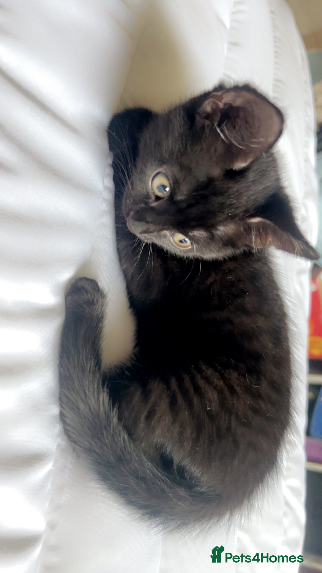 Bombay cats for sale: Black female kitten - Advert 2