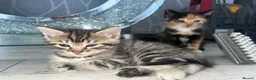 Mixed Breed cats for sale: Black and white kitten £50 - Advert 4