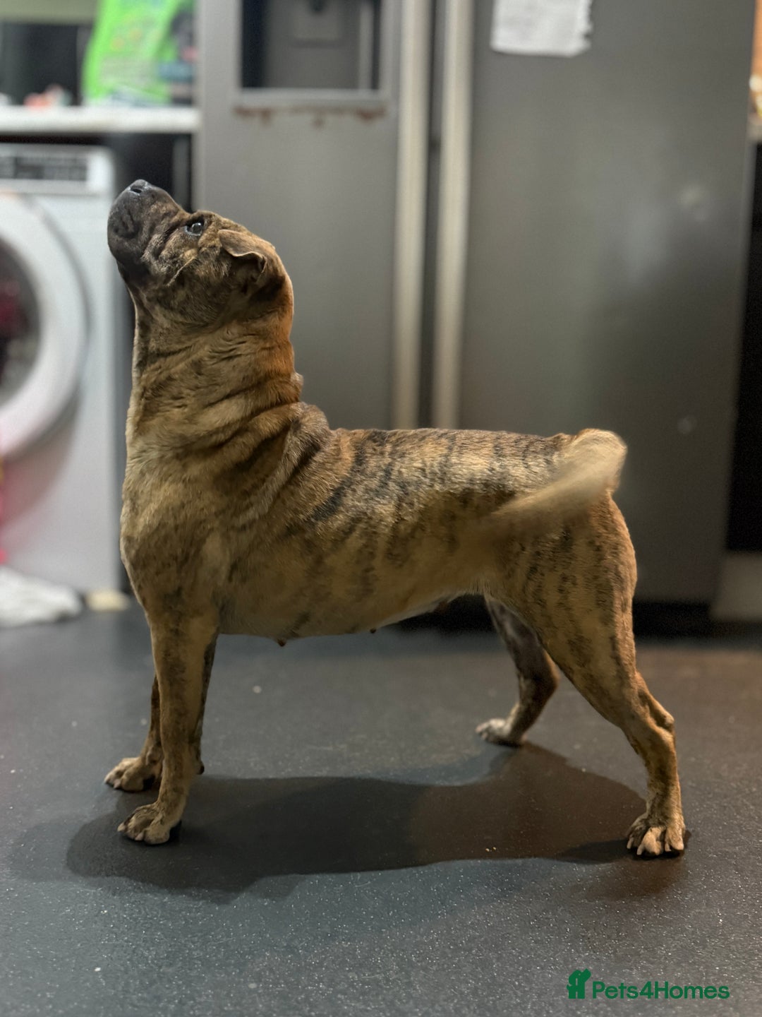 Mixed Breed dogs for sale: Pug x shar pei - Image 2