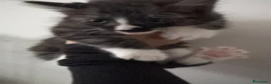 Kitten 2