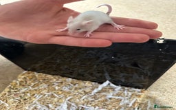 Mouse rodents for sale: Girl and boy mice babies  - Image 3
