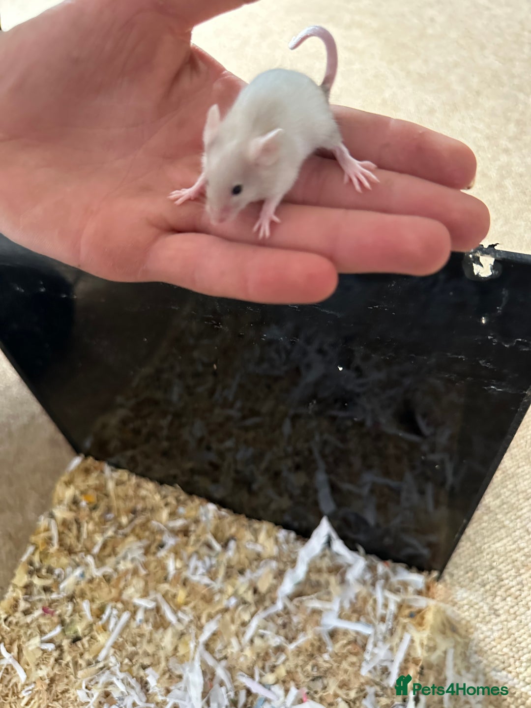 Mouse rodents for sale: Girl and boy mice babies  - Image 3