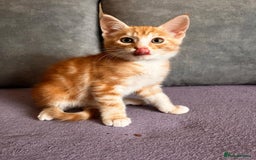 Maine Coon cats for sale: Half Maine Coon - Image 3