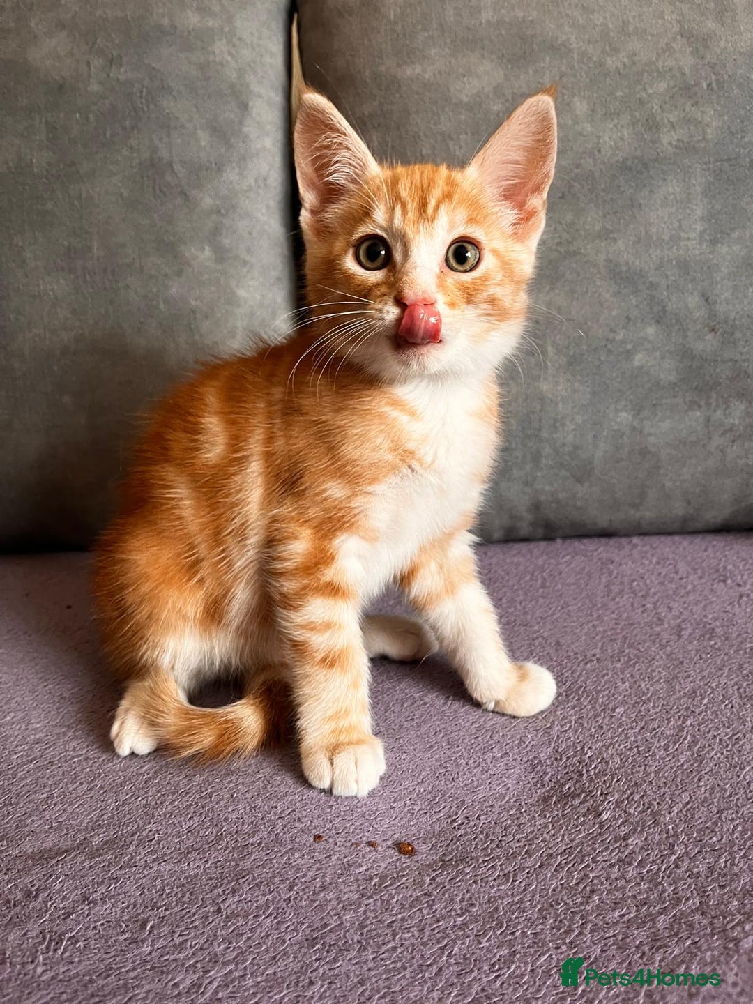 Maine Coon cats for sale: Half Maine Coon - Image 3