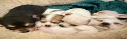 Pomchi dogs for sale: Pom Chi Puppies - Advert 2