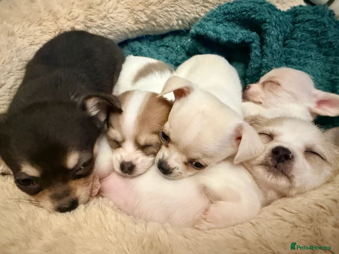 Pomchi dogs for sale: Pom Chi Puppies - Advert 2