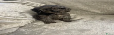 Cockapoo 3