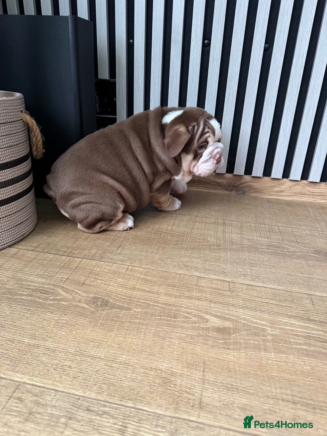 English Bulldog dogs for sale: Our girl looking for a warm sofa and fully love🏠 - Advert 2