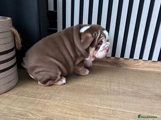 English Bulldog dogs Our girl looking for a warm sofa and fully love🏠 - Advert 5