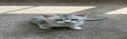 British Shorthair cats for sale: Lovely male kitten  - Advert 3
