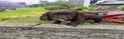 Sprocker dogs for sale: Gorgous sprocker puppies  - Advert 8