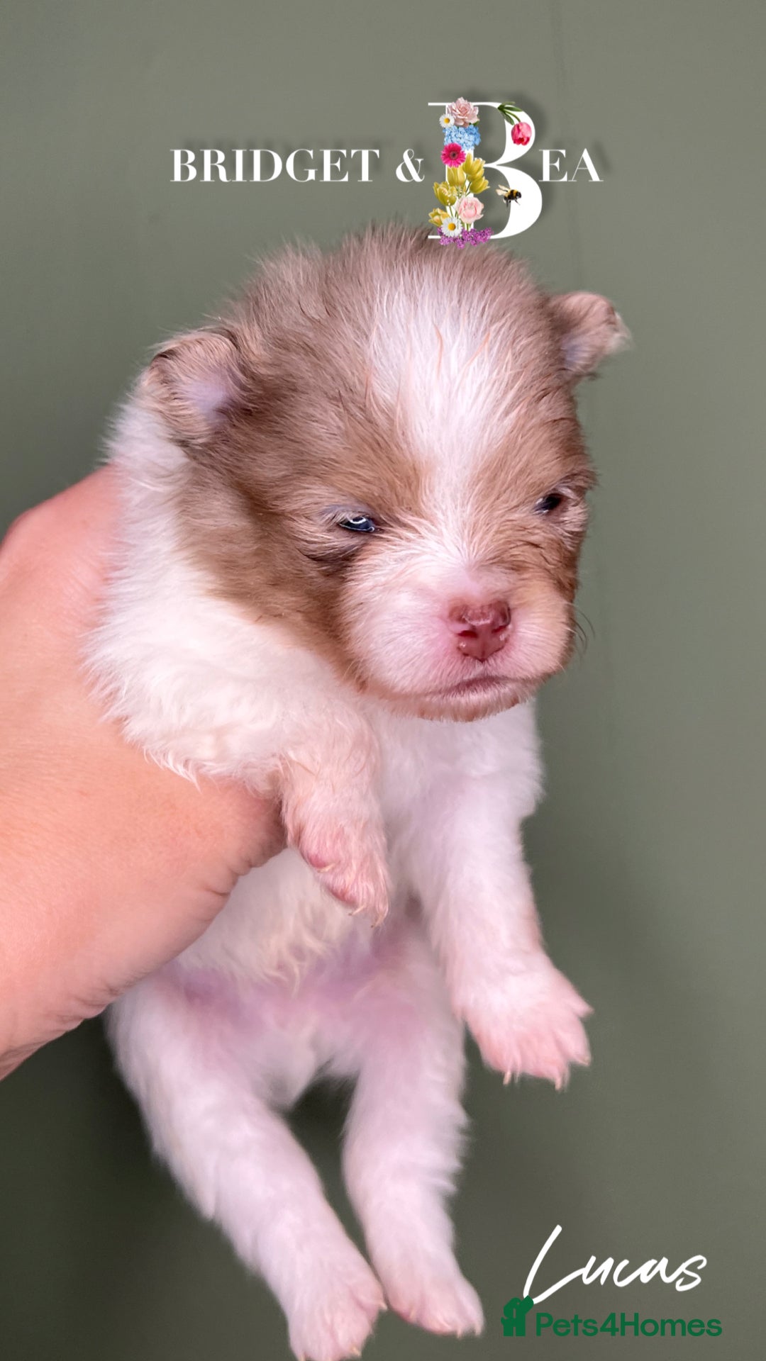 Pomeranian dogs for sale: 💛PUPPIES ARRIVED 💛 - Advert 38