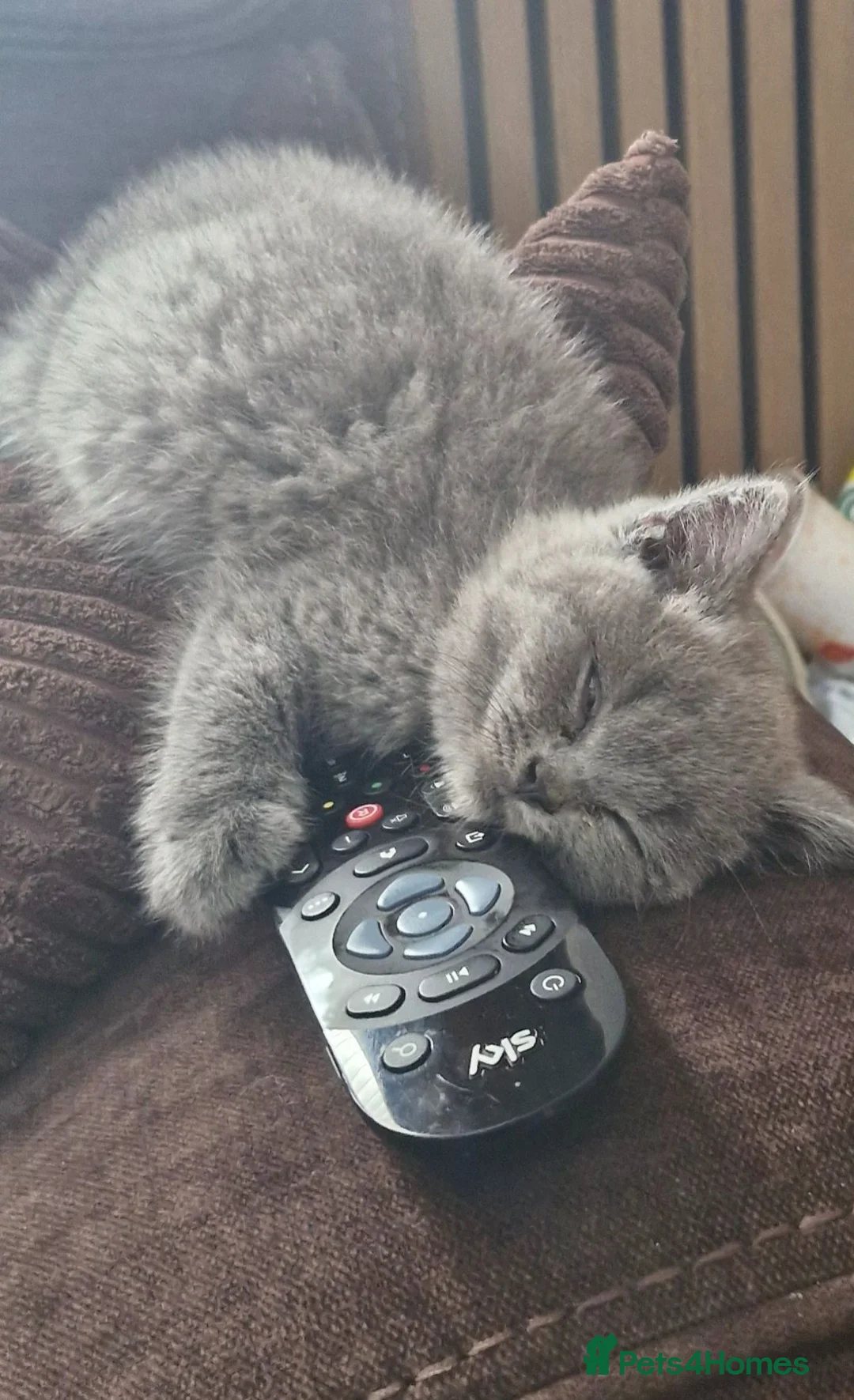 British Shorthair cats for sale: British shorthair  - Advert 2