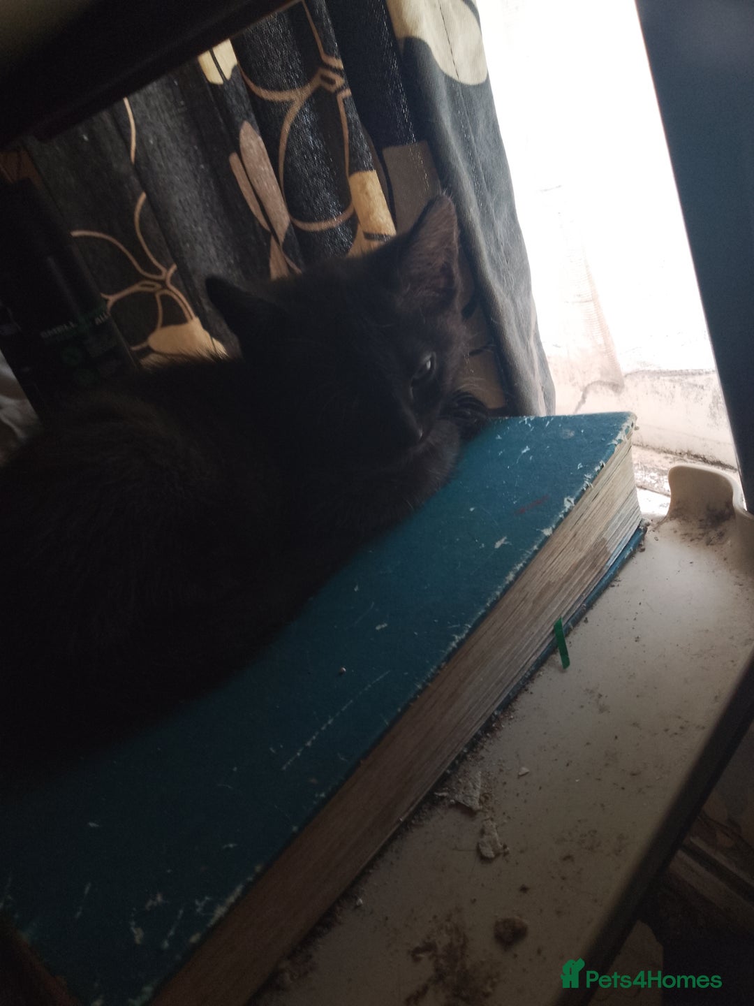 Mixed Breed cats for sale: Kittens for sale - Image 4