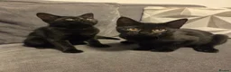 Mixed Breed cats for sale: Selling as pairs only in London - Advert 2